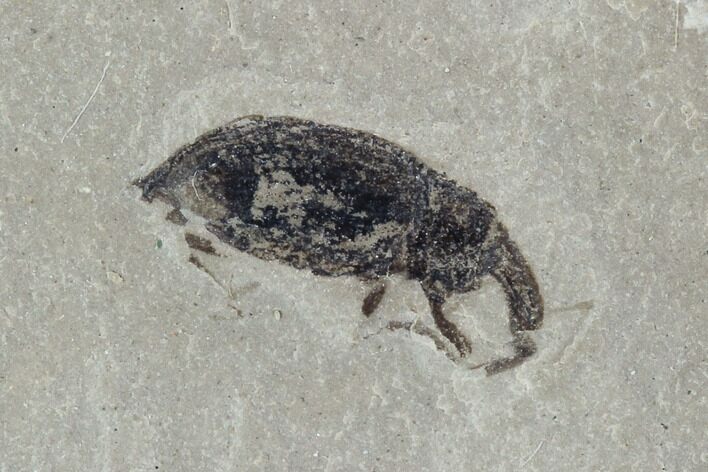 Two Fossil Weevils (AKA Snout Beetle) - Green River Formation, Utah #94939